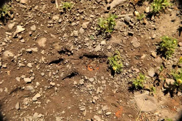 cat footprint on the soil land.
Footprint cat on the earth.
animal track, Tracks.
cat foot prints on mud.Local cats foot prints on earth Surface. 
cats walk on ground on sand soil - foot.
Footprints