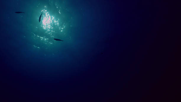 istock View of sun light from blue abyss, slow motion. Light filters down through blue water. Underwater sun rays in depth ocean. Underwater light, sun light shine under deep water with ripples on surface 1508698249