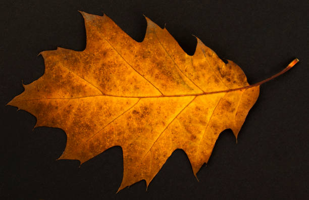 istock Dry yellow leaf on the black background. Close-up. Autumn background. 1508698773
