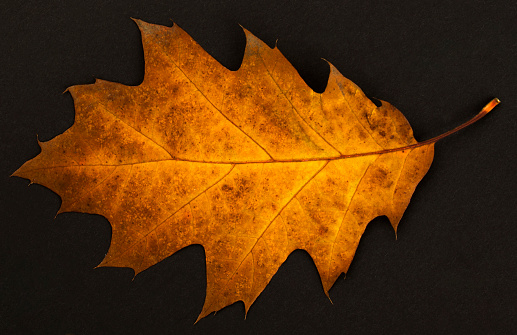 Autumn leaves on black background for Thanksgiving concept