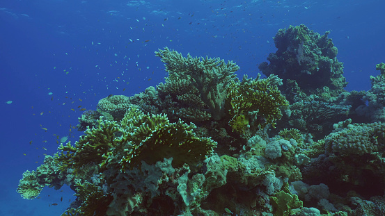 Beautiful tropical coral reef in coral garden in blue deep sea colorful fish swims around reefs, Red sea, Safaga, Egypt