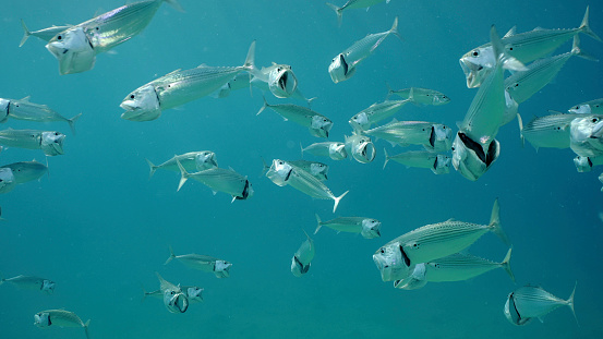 Shoal of Striped Mackerel or Indian Nackerel (Rastrelliger kanagurta) swims in blue water with open mouths filtering for plankton on sunny day in sunrays, Red sea, Safaga, Egypt