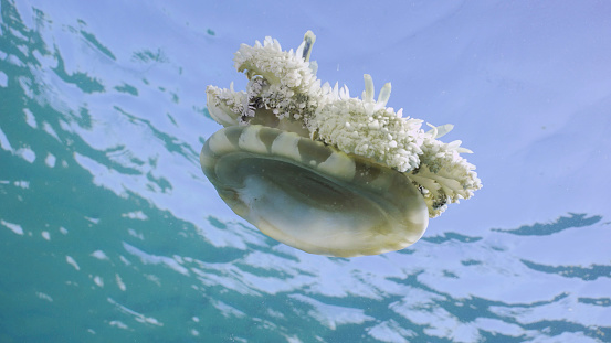 Close-up of Upside Down Jellyfish (Cassiopea andromeda) swimming dowm under surface of water reflected in it on bright sunny day on blue sky background, bottom view, Red sea, Egypt