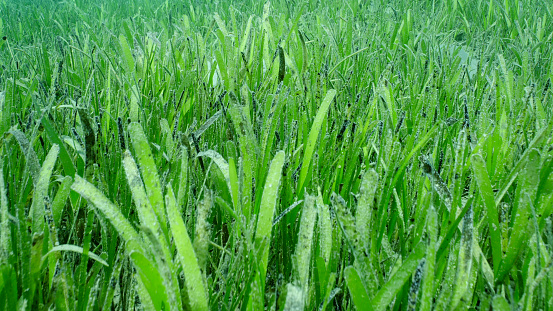 Closeup of seagrass bed covered with Sickle-leaved Cymodocea seagrass (Thalassodendron ciliatum) green seagrass meadow on sunny day, Red sea, Safaga, Egypt