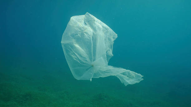 istock Old plastic bag drifting in  water column over seagrass meadow. Plastic bag floating underwater on the blue depth, environmental pollution. Plastic pollution of Ocean, Red sea, Safaga, Egypt 1508704002