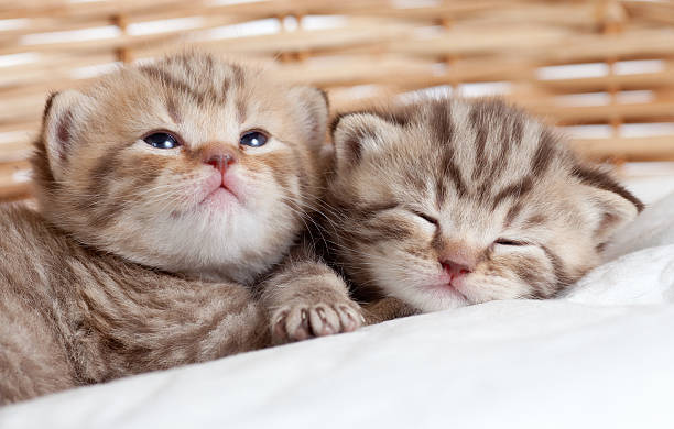 istock two funny small kittens in wicker basket 150870422