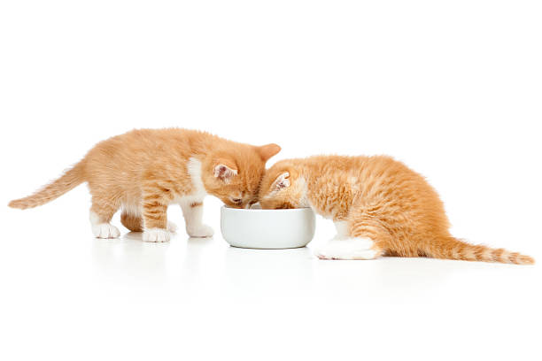 istock two Scottish kittens lap milk from bowl 150870432