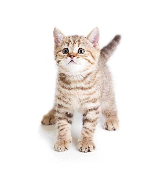 istock funny baby cat kitten on white background 150870440