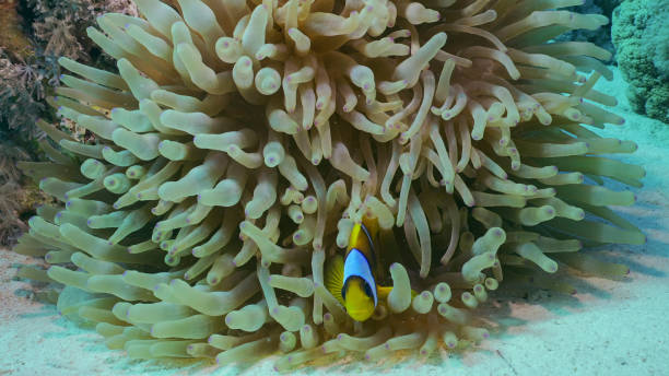 Red Sea Clownfish or Threebanded Anemonefish (Amphiprion bicinctus) swimming next to Bubble Anemone (Entacmaea quadricolor, Parasicyonis actinostoloides), Red sea, Egypt Red Sea Clownfish or Threebanded Anemonefish (Amphiprion bicinctus) swimming next to Bubble Anemone (Entacmaea quadricolor, Parasicyonis actinostoloides), Red sea, Egypt bubble tip anemone entacmaea quadricolor stock pictures, royalty-free photos & images