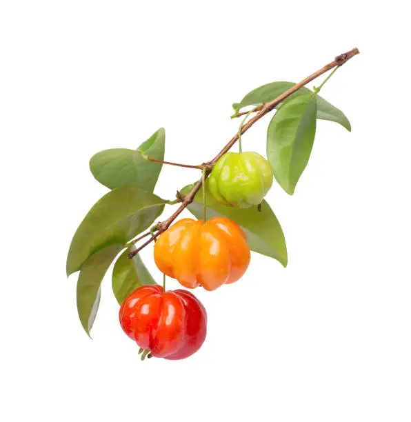 Surinam cherry (Brazilian cherry, cayenne cherry, Pitanga) with leaves on tree branch isolated on white background with clipping path.