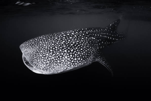 istock Whale shark in deep ocean. Giant fish swimming in open tropical ocean. 1508709554