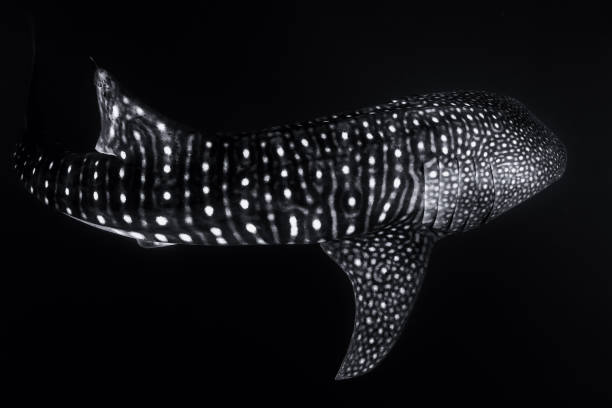 Whale shark in deep ocean. Giant fish swimming in open tropical ocean.