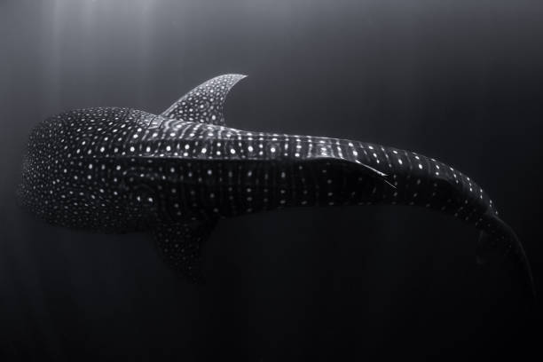istock Whale shark swimming in deep ocean. Amazing spot patterns of the worlds largest fish. 1508710077