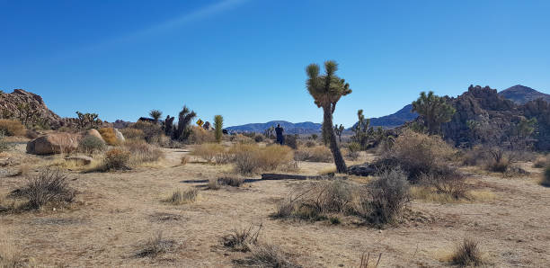 istock desert landscape at joshua tree national park 1508713176