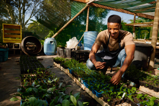 istock Young black man in apron crouching by plants while examining leaf in plant nursery 1508715845