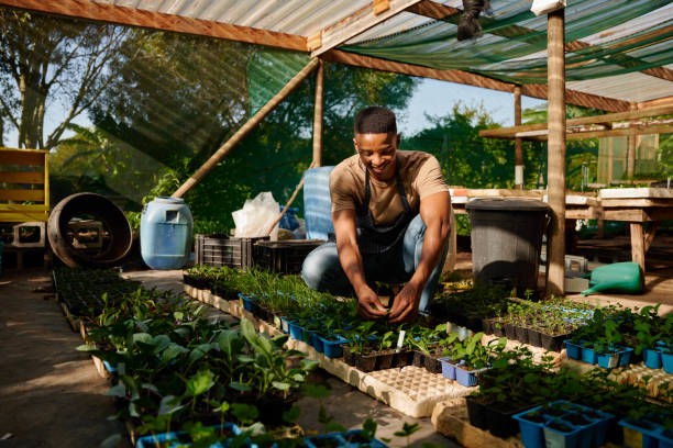 istock Young black man in apron smiling while picking plants in plant nursery 1508717625