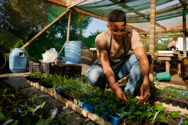istock Happy young black man in apron crouching while examining plants in plant nursery 1508720799