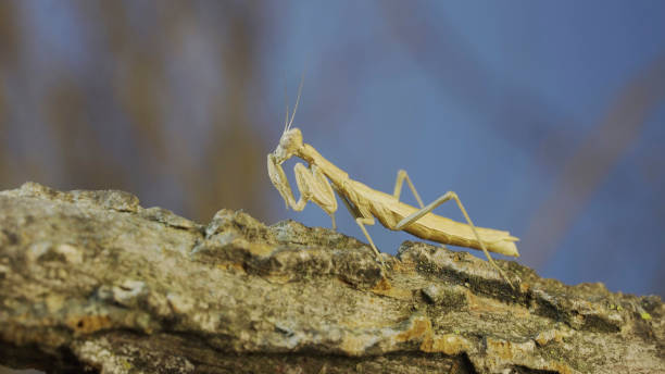 istock The female praying mantis sits on tree branch masquerading against its background and turns its head looking around. Crimean praying mantis (Ameles heldreichi) 1508729614