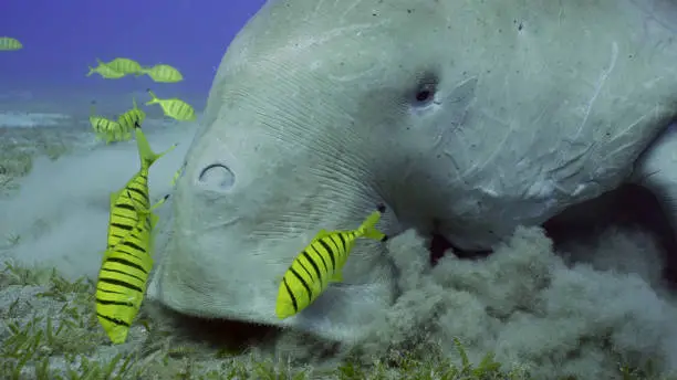 Portrait of Sea Cow or Dugong (Dugong dugon) accompanied by school of Golden trevally fish (Gnathanodon speciosus) feeding Smooth ribbon seagrass, Red sea, Egypt