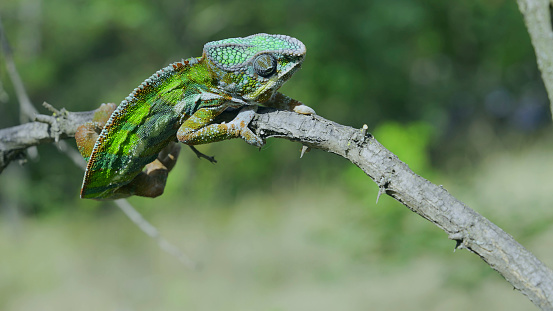 Bright Panther chameleon (Furcifer pardalis) climbing tree branches