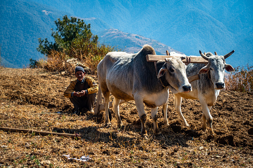 June 28th 2023 Uttarakhand, India. A native old man in the Mountains Ploughing his field with a pair of oxen. Garhwal Region of Uttarakhand.