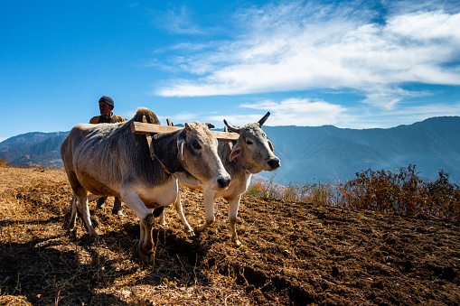 June 28th 2023 Uttarakhand, India. A native old man in the Mountains Ploughing his field with a pair of oxen. Garhwal Region of Uttarakhand.