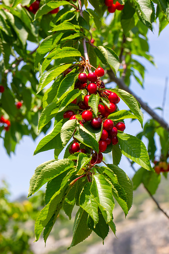 Cherries hanging on a cherry tree branch, Spil Mountain - Manisa