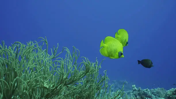 Pair bright yellow Butterfly fish floats near soft corals. Couple of Golden Butterflyfish or Masked Butterflyfish (Chaetodon semilarvatus) swims above Soft Bushy Whipcoral, Red sea, Egypt