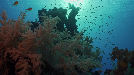 Silhouettes of tropical fish swims next to coral reef on surface water and setting sun background, backlighting (Contre-jour). Life on coral reef during sunset, Red sea, Egypt