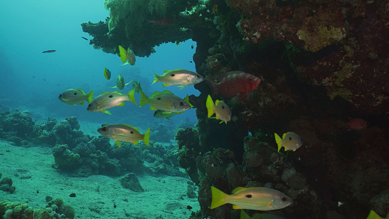 Shoal of yellow Sea Perch swims near reef, slow motion. A school of Dory snapper or Blackspot snapper (Lutjanus fulviflamma) floats around coral reef in morning time, Red sea, Egypt