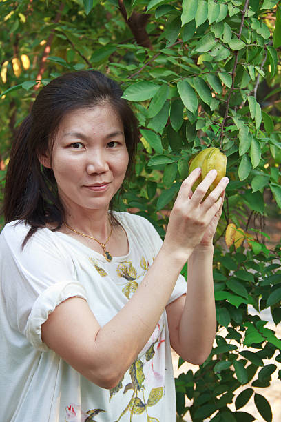 istock Woman picking the Ma Fai 150875129