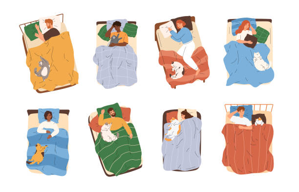 Cute set of people sleeping in bed with cat asleep and lying together with them. Cute set of people sleeping in bed with cat asleep and lying together with them. Sleepy men and women relaxing with kitty under cozy blanket. Pet owners dreaming on pillow together domestic animal. man sleeping top view stock illustrations