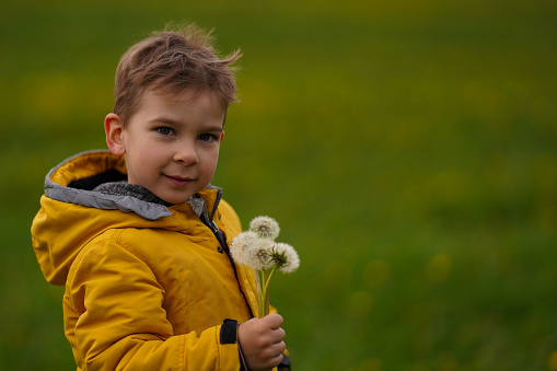 Cute baby in a summer meadow with a bouquet of dandelions in his hand, a summer portrait
