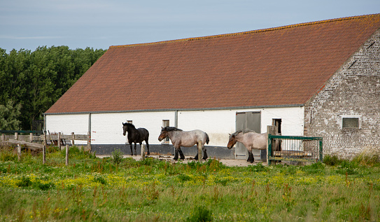 summer meadow and old farm with strong belgian horses in flanders