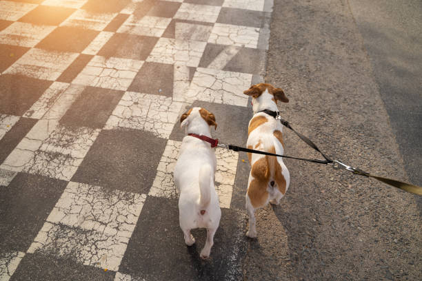 istock Two dogs with double leash back view from the owner perspective 1508765510