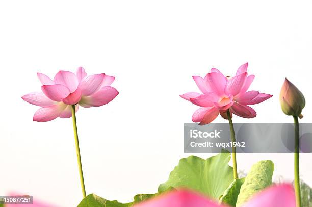 Pink Lotus Blumen Stockfoto und mehr Bilder von Baumblüte - Baumblüte, Farbbild, Fotografie