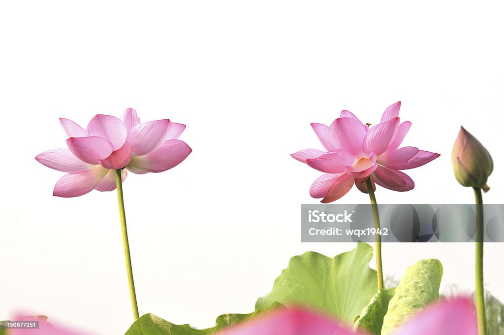 Flores de Lótus Rosa - Royalty-free Ao Ar Livre Foto de stock