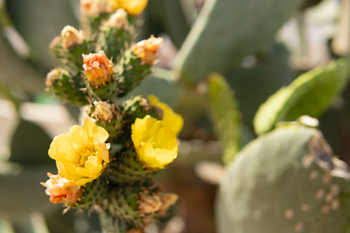 Beautiful cactus flowers, yellow Parodia aureispina cactus flowers bloom in a small pot on a natural background.