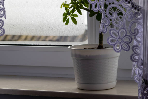 istock flower in pot on windowsill. Interior house 1508776355