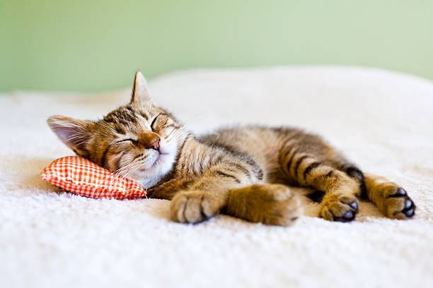 35,900+ Cat In Bed Stock Photos, Pictures & Royalty-Free Images - Istock |  Sleeping With Cat In Bed, Dog And Cat In Bed, Sleeping Cat In Bed