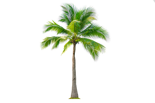 Coconut tree isolated on white background.