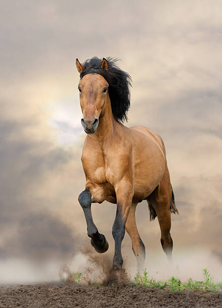 wild stallion wild stallion running in a sunset mustang wild horse photos stock pictures, royalty-free photos & images