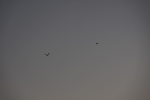 This stunning image features two birds soaring across a bleak, empty gray sky
