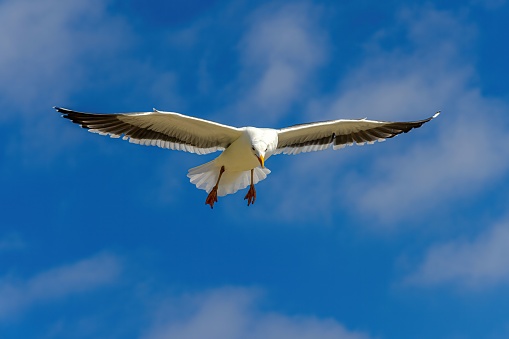 A seagull is gliding through the air against a partly blue sky with white, wispy clouds