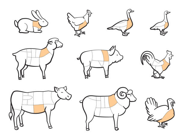 illustrations, cliparts, dessins animés et icônes de dépeçage d’animaux, découpe de viande animale - goose meat