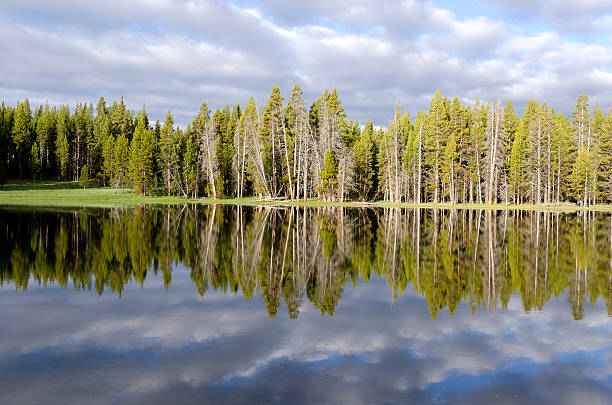 istock fir trees on Yellowstone Lake 150880766