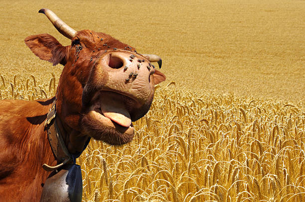 istock Funny cow – Rural scene 150881065