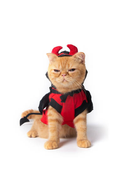 istock Scottish fold cat wearing red devil costume for Halloween. 1508811805