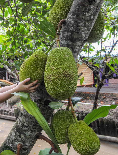 świeże zielone młode jackfruits - chlebowiec zdjęcia i obrazy z banku zdjęć