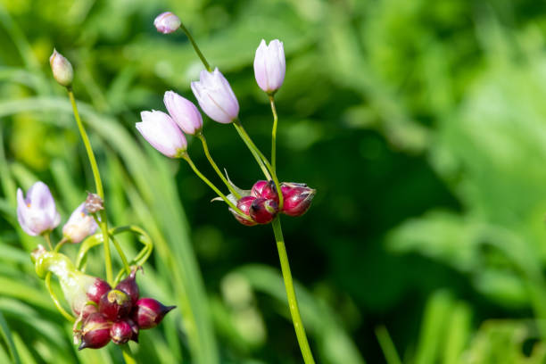 istock Rosy garlic (allium roseum) flowers 1508813007